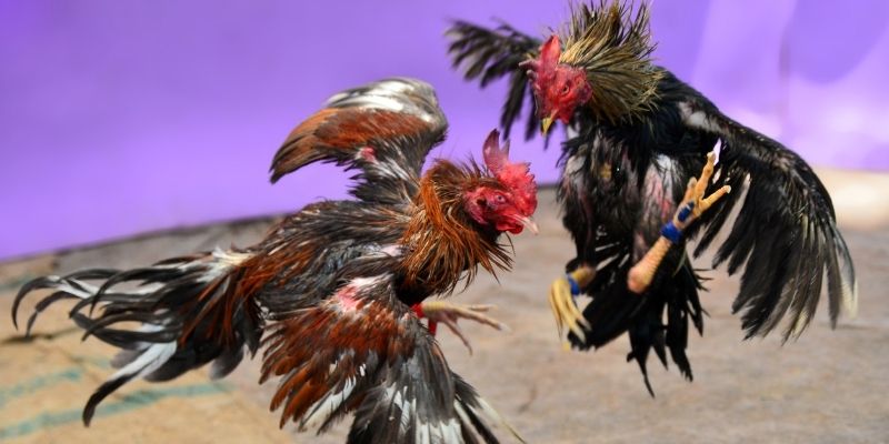 km938 KM Game Bài 3d