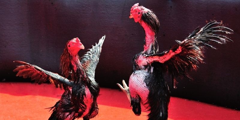 km938 thị trường baccarat là gì