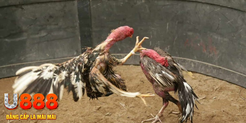 km938 đăng nhập tiến lên miền nam số 1